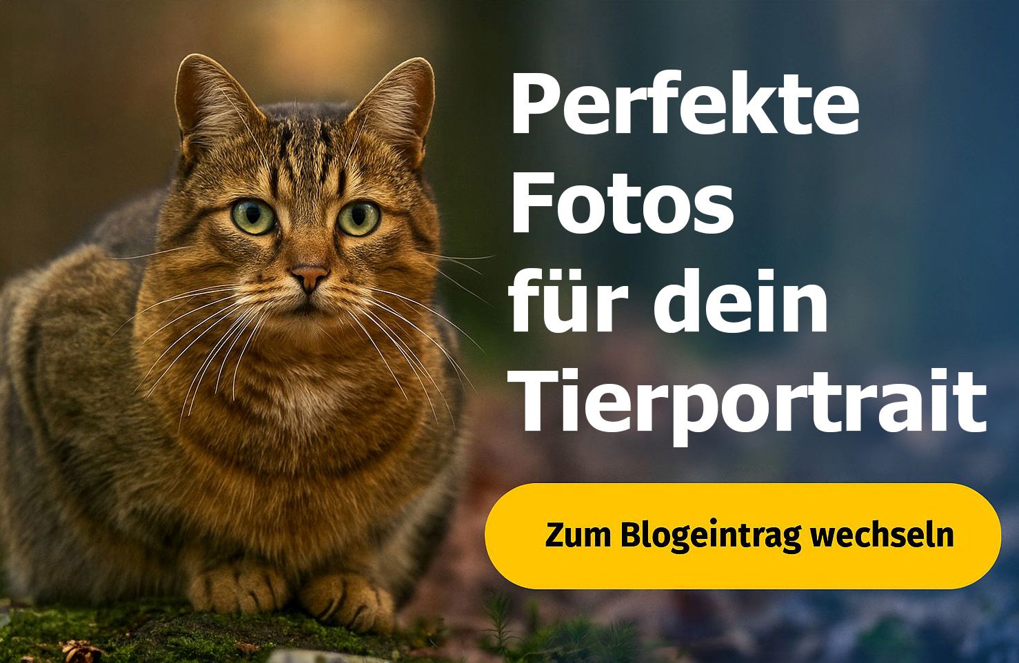 Perfekte Fotos für dein Tierportrait